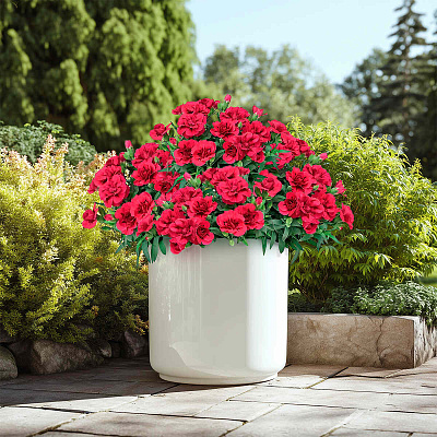 Гвоздика Оскар Перпл Вингс