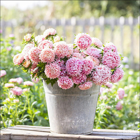 Фото Астра Дюшес Изысканная розовая