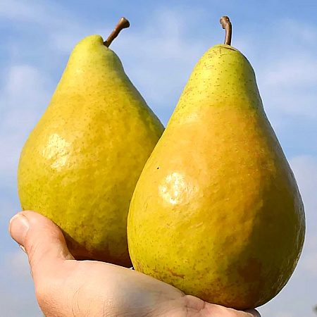 Фото Груша Видная