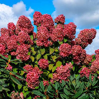 Фото Гортензия метельчатая Диамант Руж