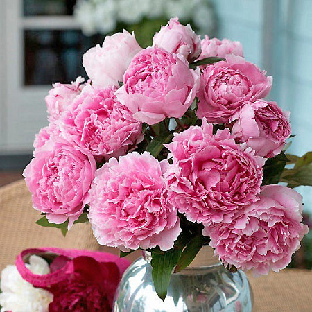 Фото Пион Сара Бернар