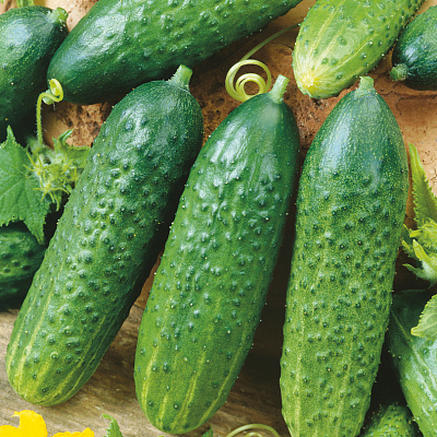 Огурец Первенец F1