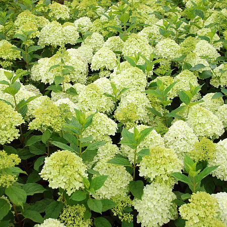 Фото Гортензия метельчатая Диамантино