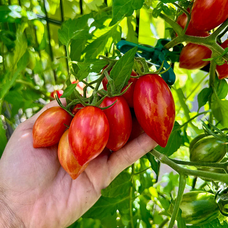 Фото Помидор Оле-Лукойе