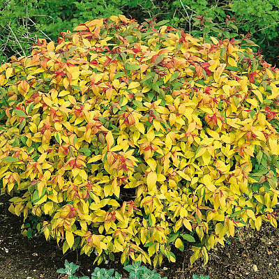 Спирея японская Голдфлейм