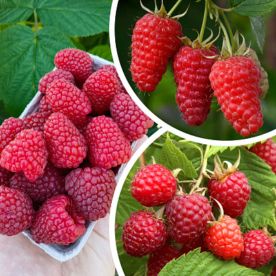 Малина ремонтантная комплект №2 (Изобильная Казакова, Носорог,Помпончик)