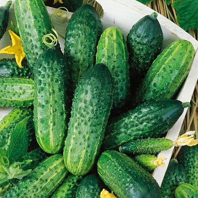 Огурец Задор F1