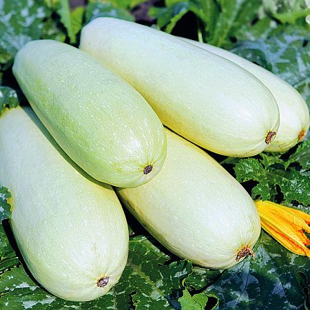 Фото Кабачок Малыш