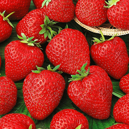 Фото Земляника садовая Корона
