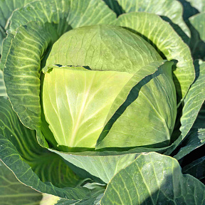 Капуста белокочанная Фаворит F1