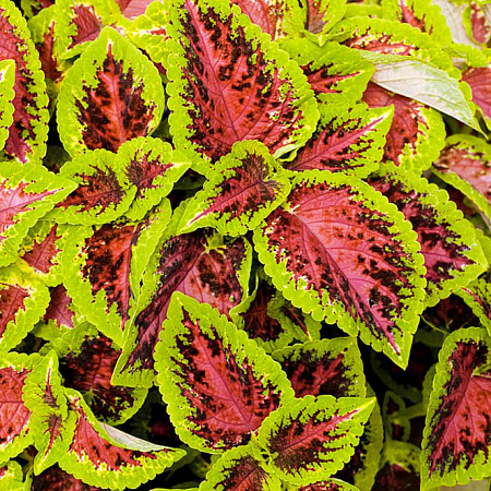 Фото Колеус Солнечный свет Арбузный