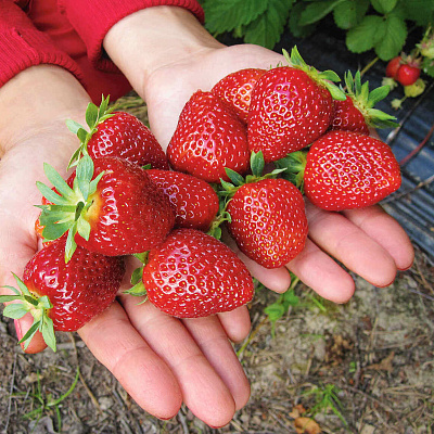 Земляника садовая Соловушка (в горшках)