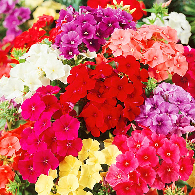 Флокс друммонда Бьюти Радужный набор