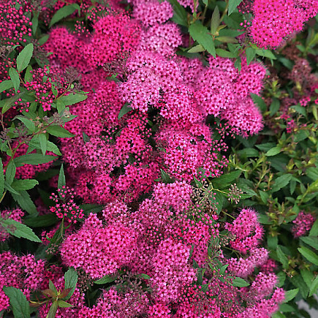 Фото Спирея японская Дартс Рэд