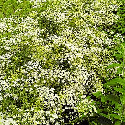 Фото Амми