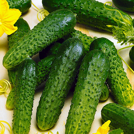 Фото Огурец Седрик