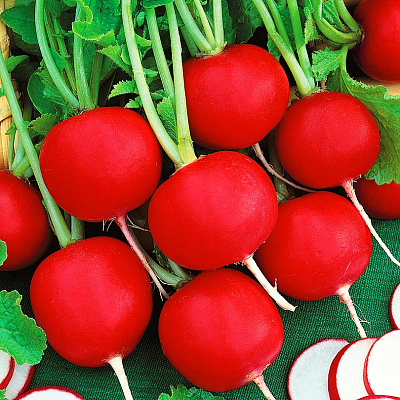 Редис Марс F1