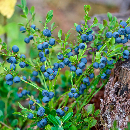 Фото Черника обыкновенная