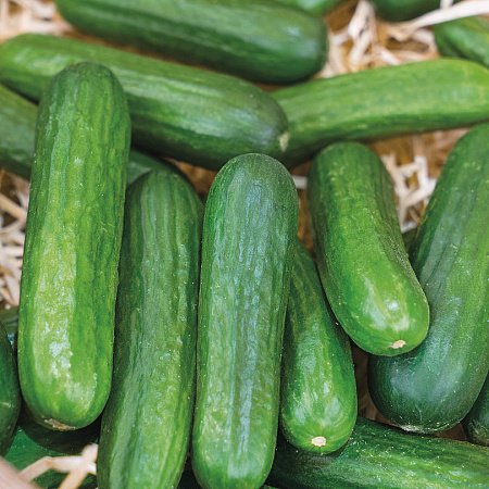 Фото Огурец Бэби мини F1