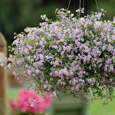 Бакопа Голубой топаз