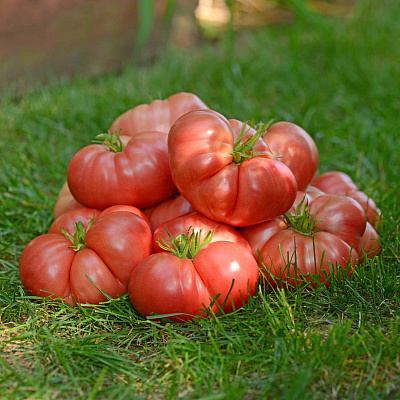 Помидор Биг бренди