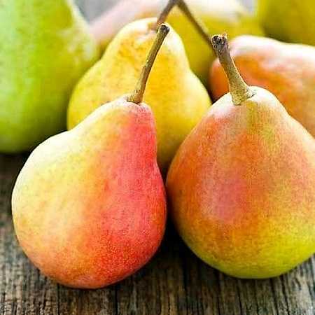 Фото Груша Виктория