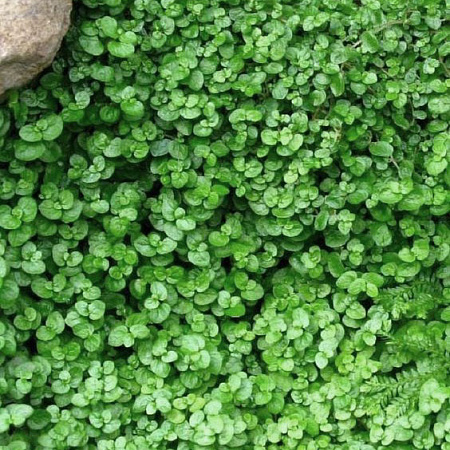 Фото Мята стелющаяся Мини Минт