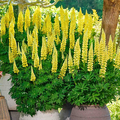 Люпин Люпинова Ленора