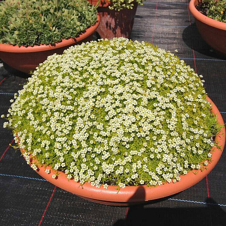 Фото Мшанка шиловидная