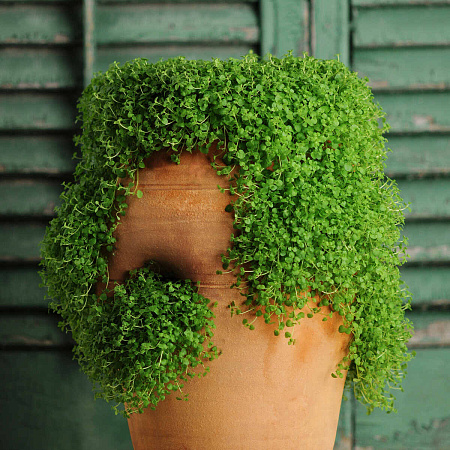 Фото Мята стелющаяся Мини Минт