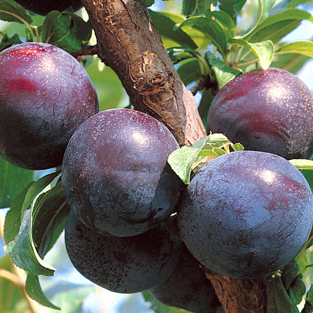 Фото Слива Степная синяя