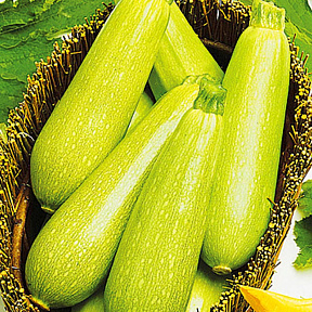 Кабачок Сама F1