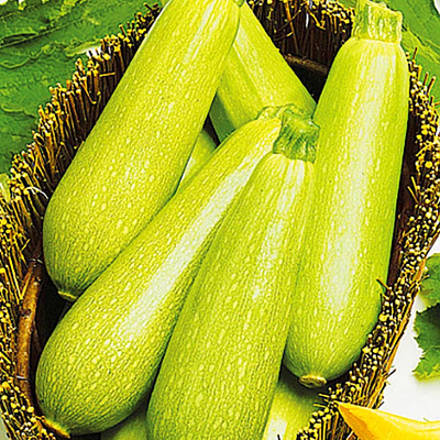 Кабачок Сама F1