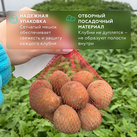 Фото Картофель Утро раннее