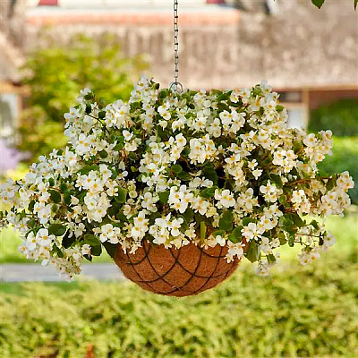 Бегония Хула Блаш