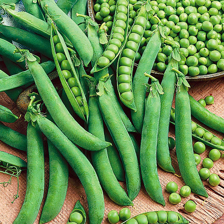 Фото Горох Урбана