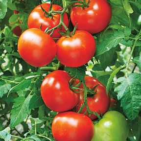 Помидор Жонглёр F1 15шт