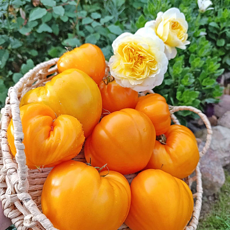 Фото Помидор Золотое бычье сердце F1