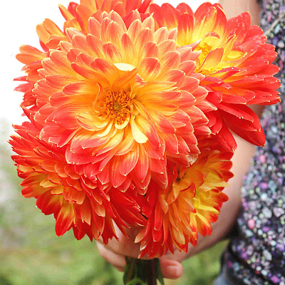 Георгин декоративный Процион