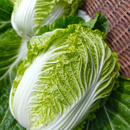 Фото Капуста пекинская Юки F1