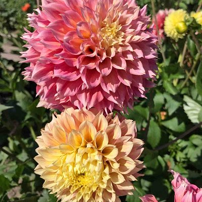 Георгин декоративный Коган Фубуки