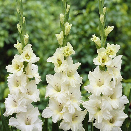 Фото Гладиолус Айвори Присцилла