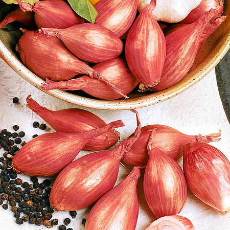 Фото Лук семейный (шалот) Макарьевский