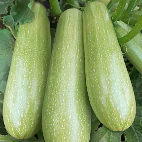 Кабачок Даша F1