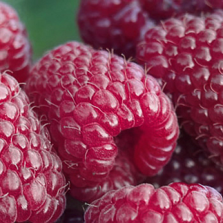 Фото Малина ремонтантная Самохвал