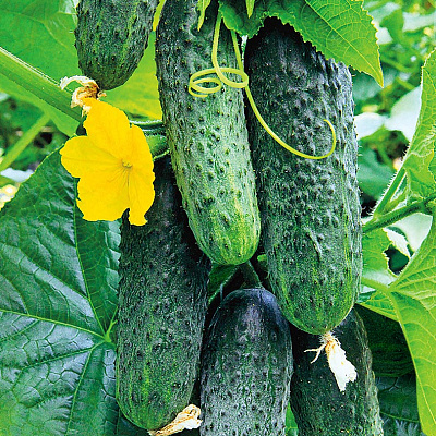 Огурец Делпина F1