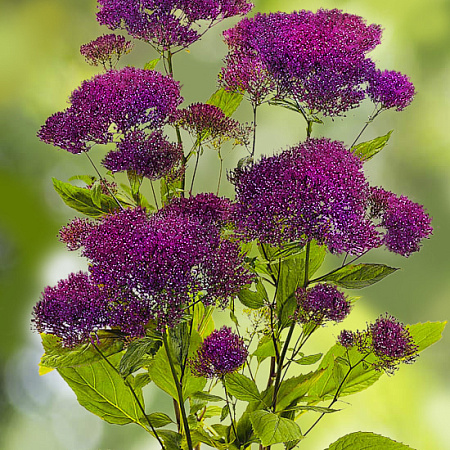 Фото Трахелиум Лесное озеро Фиолетовый