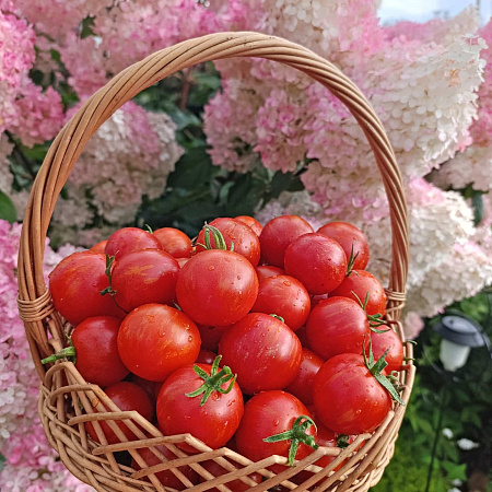 Фото Помидор Тигерелла