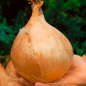 Лук репчатый Глобо