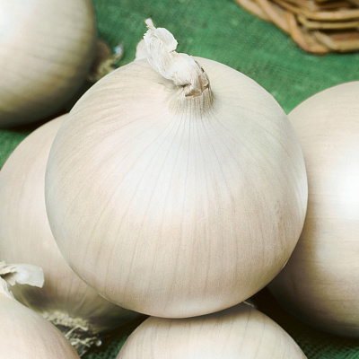 Лук репчатый Сюрприз F1